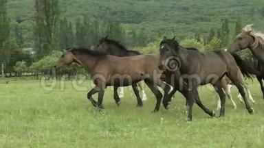马群在田野上奔跑